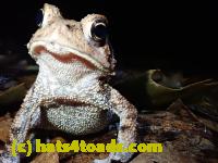 /home//u458753944/public_html/sourcegallery//McKaig Nature Center/2020-09-27/P9270724.JPG